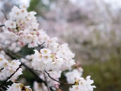 -名古屋城