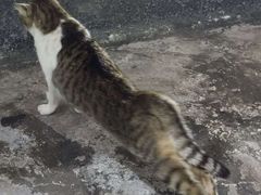 -瑞派康怡24h宠物医院·犬猫医疗中心·微创绝育(瑞景分院)