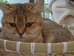 -共舞时光猫咖·狗咖(新街口店)