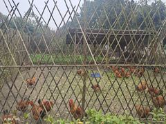 -洪湖家庭农场·团建·露营·会议
