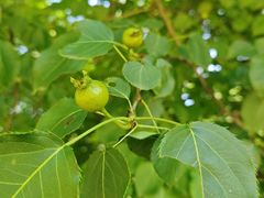 -黑龙江省森林植物园