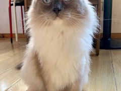 -Cappucimeow猫咪咖啡馆(韦伯时代店)