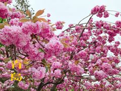 -八大关景区