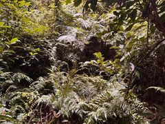 -南宁良凤江国家森林公园