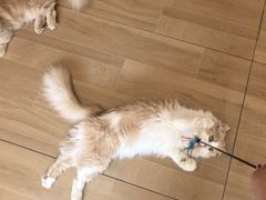 -唐小姐の私宠·宠物洗护美容·撸猫馆·购宠(周浦万达旗舰店)