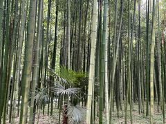-黄海国家森林公园