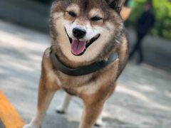 -美联众合动物医院·24h转诊中心