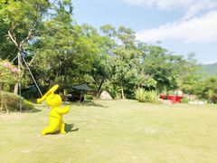 -银湖山郊野公园-相思林