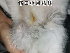 -东莞宠友24H宠物中心医院·转诊夜诊·异宠(新河北路院)