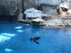 -帝企鹅自助餐厅•儿童岛•真企鹅(长隆企鹅酒店)