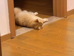 -欣宠猫屋·矮脚拿破仑·蓝金金渐层