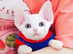 -十年猫舍·猫咪专门店(普陀店)