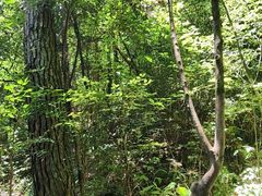 -鄣山大峡谷