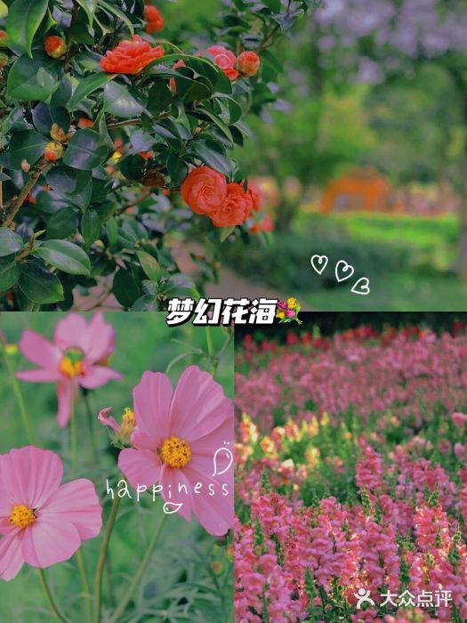 松山湖南湖湾露营营地图片