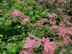 -中国科学院华南植物园