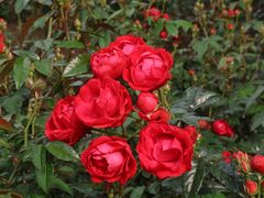 -人民公园(罗湖区)