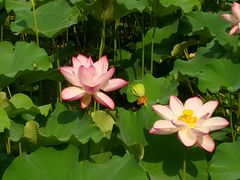 -上海滨江森林公园