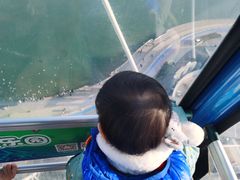 -琴岛之星摩天轮