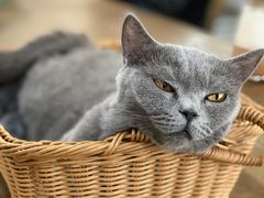 -共舞时光猫咖·狗咖(新街口店)