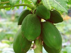 -海上花岛玫瑰园采摘