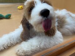 -帕帕拉兹宠物(亚洲旗舰店)