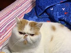 -十年猫舍·猫咪专门店(普陀店)