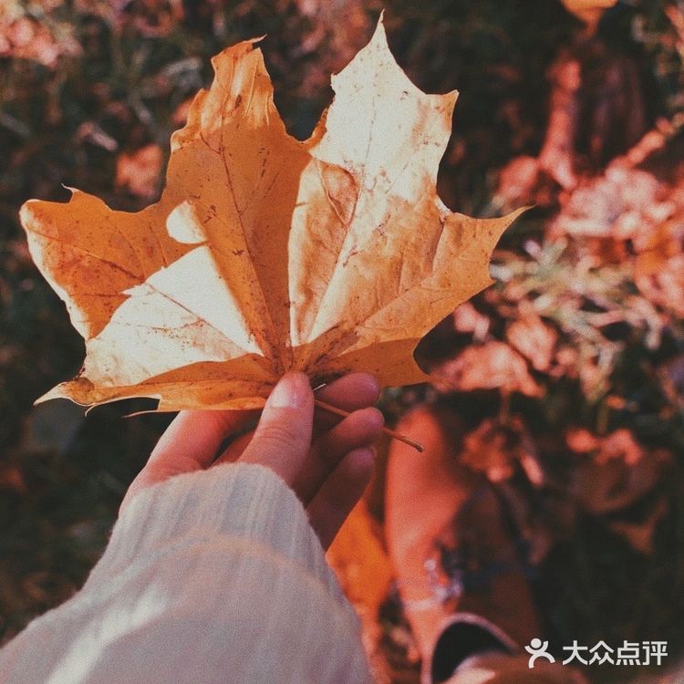 秋日碎片🍂日系暖调电影感滤镜|摄影调色