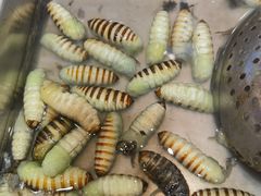 -绫罗岛海鲜私房菜(鸭绿江边店)