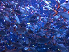 -成都浩海立方海洋公园