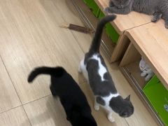 -是阿柴呀！柴犬咖啡·爱喵喵猫咖