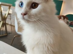 -飞行喵MR PILOT|猫舍·猫咖(静安大融城店)