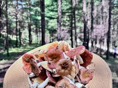 -芦芽山旅游度假区