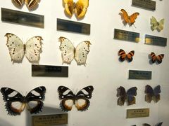 -上海昆虫博物馆