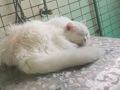 -立德动物医院·重症转诊·24H夜诊·CT·心脏彩超(顺德中心分院)