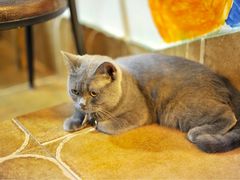 -李小姐の猫咖啡馆(五角场店)