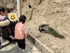 -栾川竹海野生动物园