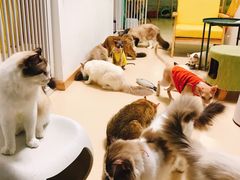 -猫在这儿猫咪咖啡馆·撸猫馆