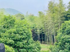 -大唐贡茶院
