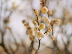 -蜀冈西峰生态公园