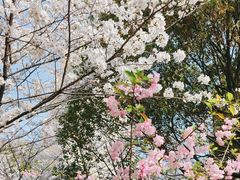 -高东镇樱花园