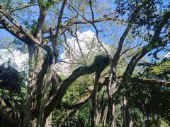 -瑞丽独树成林风景区