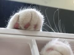 -藏猫猫咖啡主题馆(中央大道店)