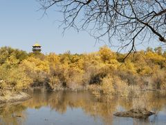 -金塔沙漠胡杨林景区
