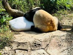 -广州长隆野生动物世界