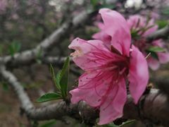 -洛阳市隋唐城遗址植物园