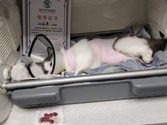 -瑞派紫金宠物医院24小时·骨科·中兽医·重症转诊中心(番禺大石院)