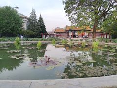 -莲花池公园