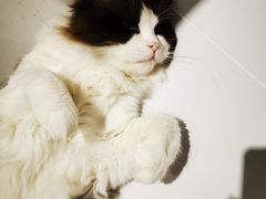 -COLOR PETS 撸猫馆·购猫·猫咖(长风大悦城店)