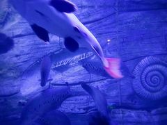 -芜湖新华联大白鲸海洋公园