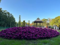 -上海共青森林公园